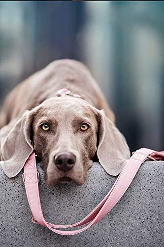 צווארון כלבי עור רך ורצועת רצועה - אבזם מתכת כבד של זהב ורד מסוגנן, 4 אורכים מתכווננים רצועה לכלבים