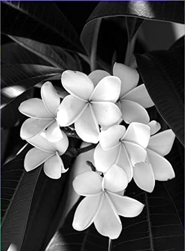 ערכות ציור יהלומים 5D פרח לבן ושחור הידראנגאה מקדחה מלאה חרוזים עגולים אמנות יהלום אבני חן אבן צלב תפר DIY ציור