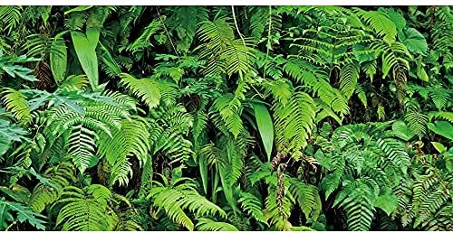 60 על 24 סנטימטרים חממה טרופית רקע צמחים טרופיים עלים אקווריום רקע יערות גשם זוחלים בית גידול