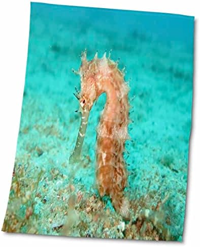 3 דרוזי ים ים כתום סוס ים - תמונה של סוס ים כתום מתחת למים - מגבות