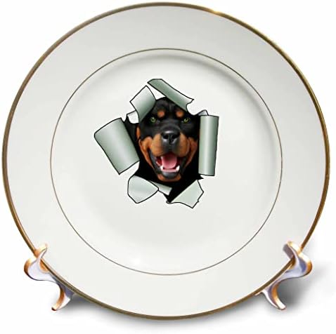 3drose Cartoon Style Rottweiler Dog מציק את ראשו דרך נייר קרוע - צלחות