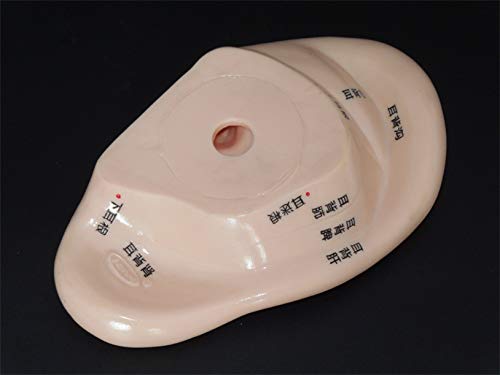 רפואי אוזן עיסוי דיקור סט 13 סמ מרידיאן אוזן עיסוי דיקור דגם אוזן עם 600 יחידות דיקור טיפול