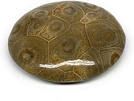 99.4 גרם, 2.5 x2.2 x0.8 מאובני אלמוגים צורת גלטת אבן דקל מלוטשת @morocco, קריסטל אנרגיה רייקי, מטאפיזי, B20319