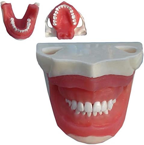 KH66Zky דגם שיניים דגם שיניים הדגמה הדגמה מודל שיניים לרופא עיצוב בית עיצוב בית חינוך לחולים, גודל החיים