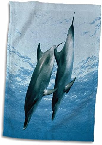 3drose danita delimont - דולפינים - זוג דולפינים - מגבות